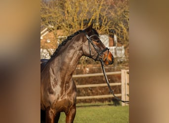 KWPN, Merrie, 6 Jaar, 162 cm, Donkerbruin