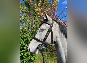 KWPN, Merrie, 6 Jaar, 162 cm, Schimmel