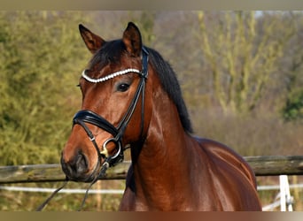 KWPN, Merrie, 6 Jaar, 163 cm, Bruin