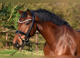 KWPN, Merrie, 6 Jaar, 163 cm, Bruin