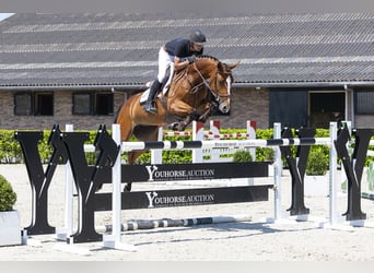 KWPN, Merrie, 6 Jaar, 163 cm, Bruin