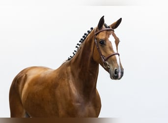 KWPN, Merrie, 6 Jaar, 163 cm, Bruin