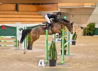 KWPN, Merrie, 6 Jaar, 164 cm, Bruin