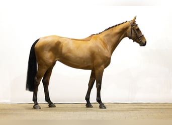 KWPN, Merrie, 6 Jaar, 164 cm, Bruin