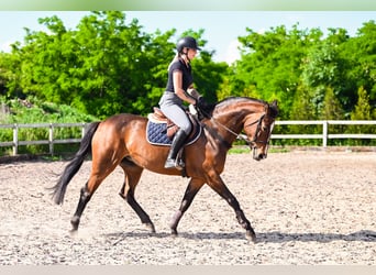 KWPN, Merrie, 6 Jaar, 164 cm, Donkerbruin