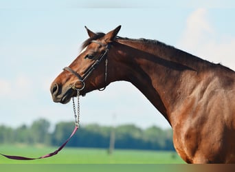 KWPN, Merrie, 6 Jaar, 164 cm, Donkerbruin