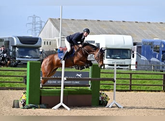 KWPN, Merrie, 6 Jaar, 164 cm, Roodbruin