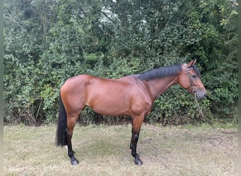 KWPN, Merrie, 6 Jaar, 164 cm, Roodbruin