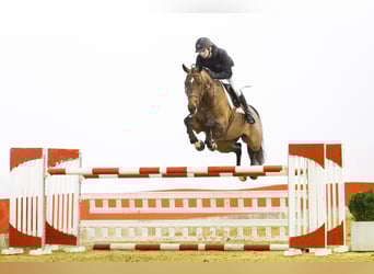 KWPN, Merrie, 6 Jaar, 164 cm