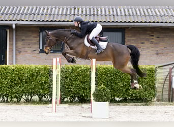 KWPN, Merrie, 6 Jaar, 164 cm