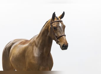 KWPN, Merrie, 6 Jaar, 164 cm