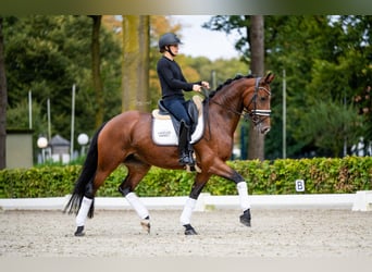 KWPN, Merrie, 6 Jaar, 165 cm, Bruin