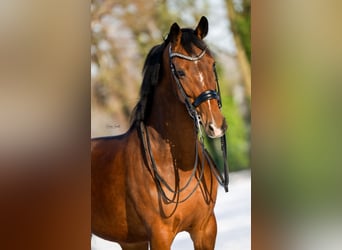 KWPN, Merrie, 6 Jaar, 165 cm, Bruin
