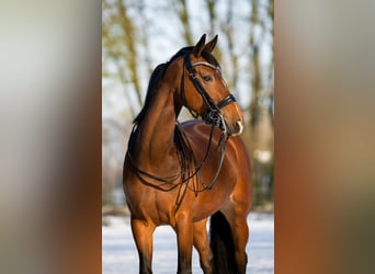 KWPN, Merrie, 6 Jaar, 165 cm, Bruin