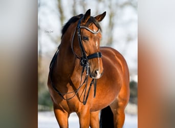 KWPN, Merrie, 6 Jaar, 165 cm, Bruin
