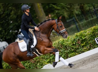 KWPN, Merrie, 6 Jaar, 165 cm, Bruin