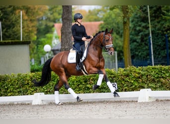 KWPN, Merrie, 6 Jaar, 165 cm, Bruin