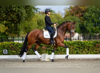 KWPN, Merrie, 6 Jaar, 165 cm, Bruin