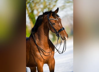 KWPN, Merrie, 6 Jaar, 165 cm, Bruin