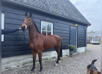 KWPN, Merrie, 6 Jaar, 165 cm, Bruin