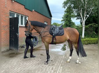 KWPN, Merrie, 6 Jaar, 165 cm, Donkerbruin