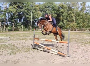 KWPN, Merrie, 6 Jaar, 165 cm, Donkerbruin
