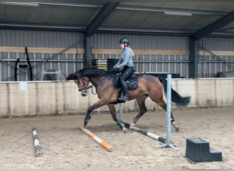 KWPN, Merrie, 6 Jaar, 165 cm, Donkerbruin
