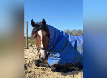 KWPN, Merrie, 6 Jaar, 165 cm, Donkerbruin