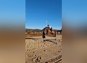 KWPN, Merrie, 6 Jaar, 165 cm, Donkerbruin