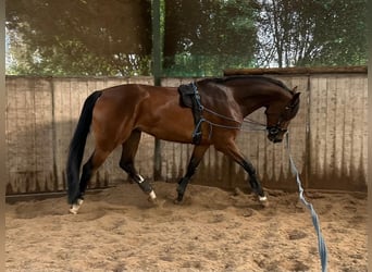 KWPN, Merrie, 6 Jaar, 165 cm, Donkerbruin