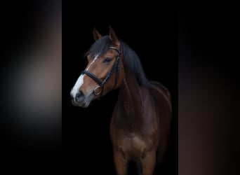KWPN, Merrie, 6 Jaar, 165 cm, Donkerbruin