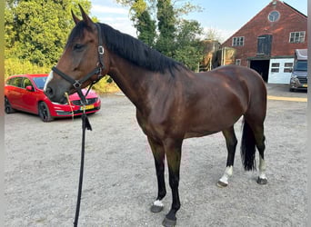 KWPN, Merrie, 6 Jaar, 165 cm, Donkerbruin
