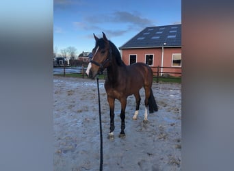 KWPN, Merrie, 6 Jaar, 165 cm, Donkerbruin