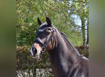 KWPN, Merrie, 6 Jaar, 165 cm, Zwartbruin
