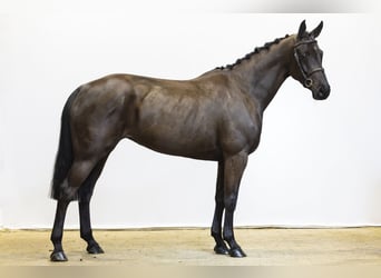 KWPN, Merrie, 6 Jaar, 165 cm, Zwartbruin
