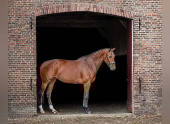 KWPN, Merrie, 6 Jaar, 166 cm, Bruin