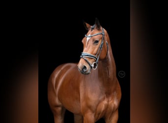 KWPN, Merrie, 6 Jaar, 166 cm, Bruin