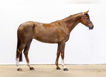 KWPN, Merrie, 6 Jaar, 166 cm