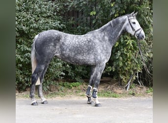 KWPN, Merrie, 6 Jaar, 167 cm, Appelschimmel