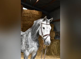 KWPN, Merrie, 6 Jaar, 167 cm, Appelschimmel