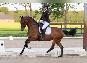 KWPN, Merrie, 6 Jaar, 167 cm, Bruin