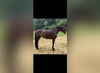 KWPN, Merrie, 6 Jaar, 167 cm, Donkerbruin