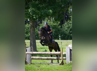 KWPN, Merrie, 6 Jaar, 167 cm, Donkerbruin