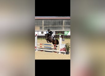 KWPN, Merrie, 6 Jaar, 167 cm, Donkerbruin