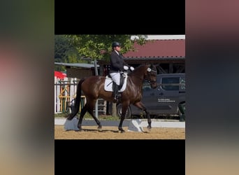 KWPN, Merrie, 6 Jaar, 167 cm, Donkerbruin