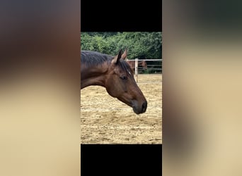 KWPN, Merrie, 6 Jaar, 167 cm, Donkerbruin