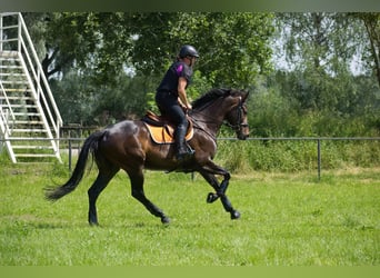 KWPN, Merrie, 6 Jaar, 167 cm, Donkerbruin