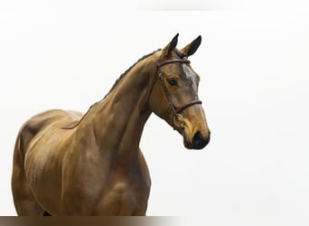 KWPN, Merrie, 6 Jaar, 167 cm