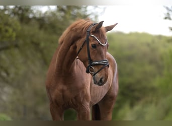 KWPN, Merrie, 6 Jaar, 167 cm, Vos