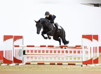 KWPN, Merrie, 6 Jaar, 167 cm, Zwart